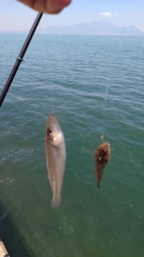 キスの釣果