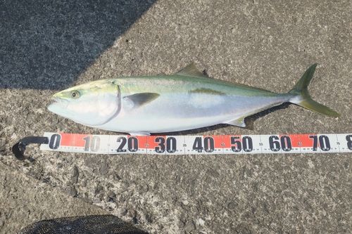 ブリの釣果