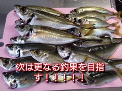 マアジの釣果