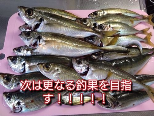 マアジの釣果