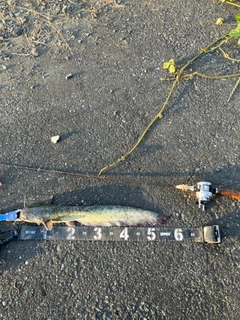マナマズの釣果