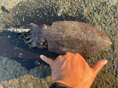 モンゴウイカの釣果