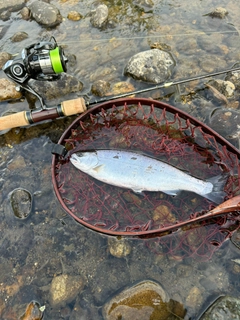 ヤマメの釣果