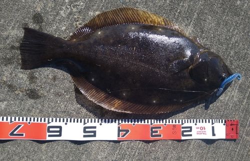 ヒラメの釣果