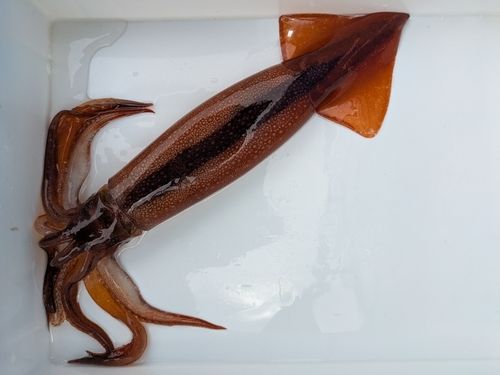 スルメイカの釣果