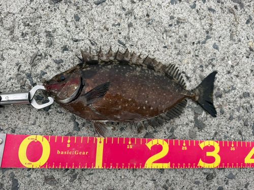 アイゴの釣果