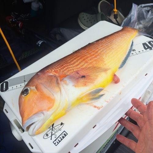 アマダイの釣果