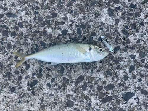 マルアジの釣果