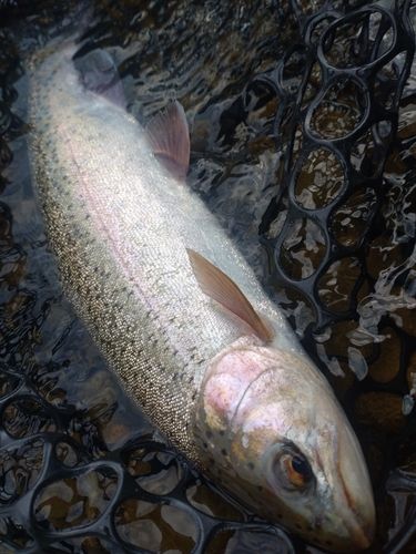 ニジマスの釣果