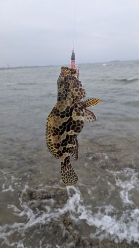 イシミーバイの釣果