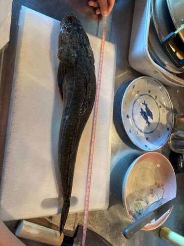 マゴチの釣果