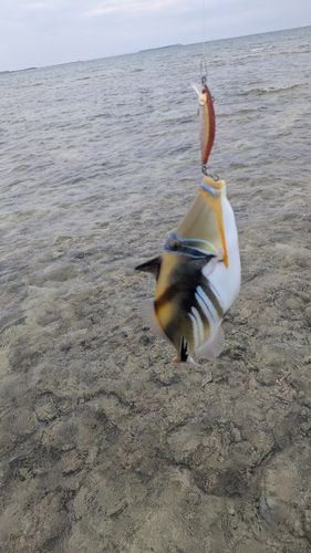 ムラサメモンガラの釣果