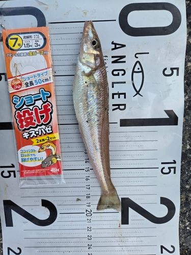 キスの釣果