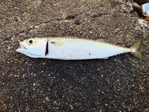サバの釣果