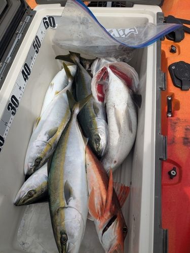 ツバスの釣果