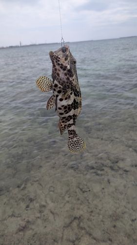 イシミーバイの釣果