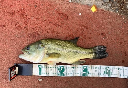 ラージマウスバスの釣果