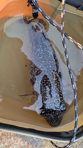 フグの釣果