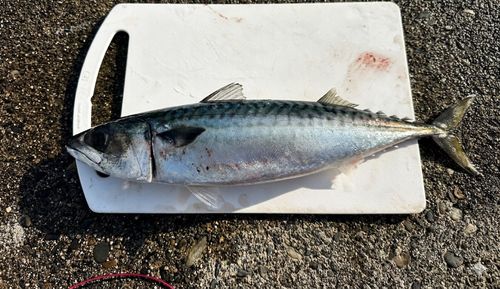 サバの釣果