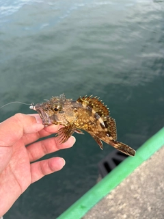カサゴの釣果