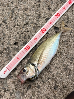ヒラアジの釣果