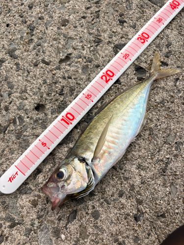 ヒラアジの釣果