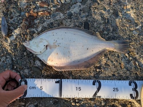 マガレイの釣果