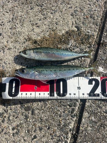 サバの釣果