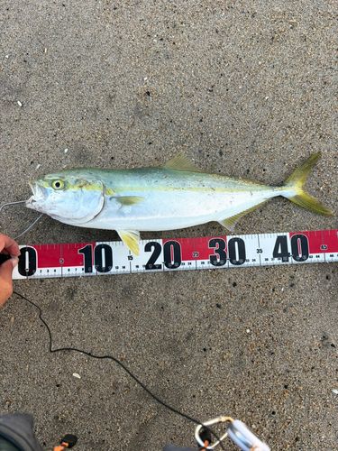 イナダの釣果
