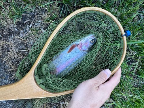 ニジマスの釣果