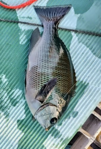 メジナの釣果