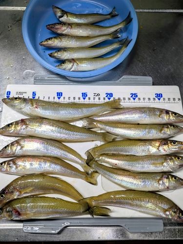 キスの釣果