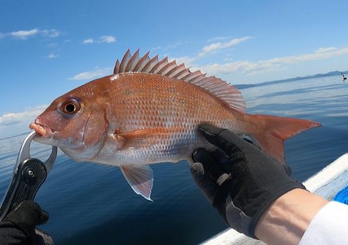 マダイの釣果