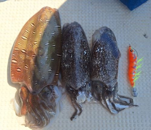 モンゴイカの釣果