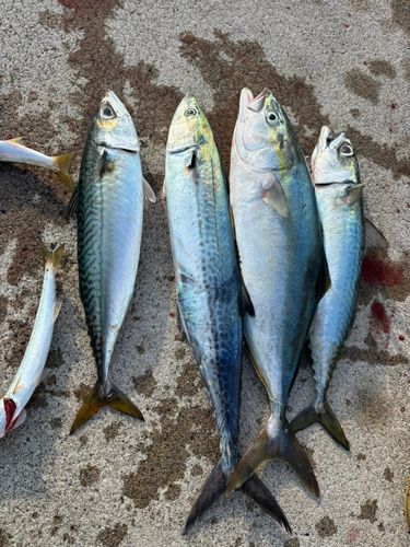 サゴシの釣果