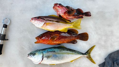 ヤズの釣果