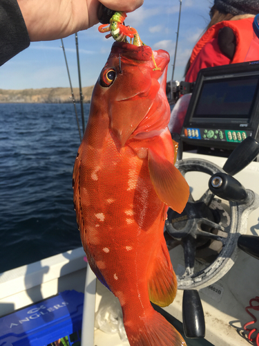 アカハタの釣果