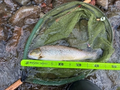ブラウントラウトの釣果