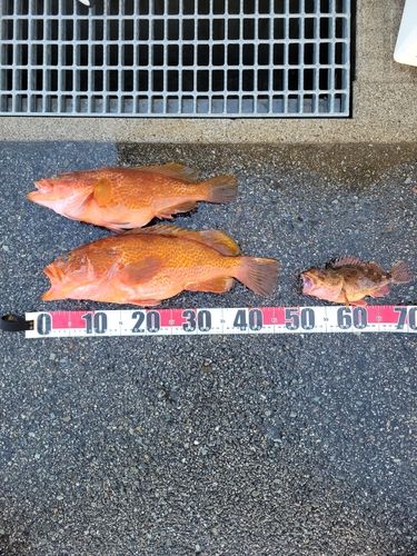 アコウの釣果