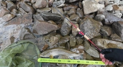 ブラウントラウトの釣果