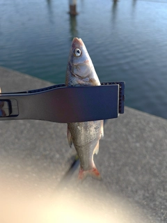 ウグイの釣果