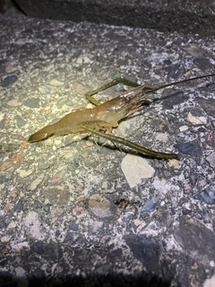 テナガエビの釣果