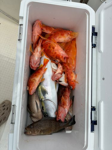 ブリの釣果