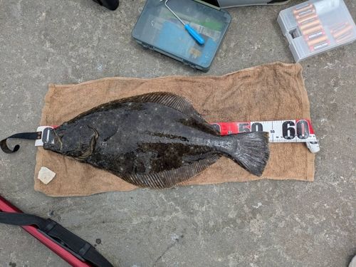 ヒラメの釣果