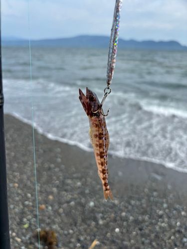 アカエソの釣果