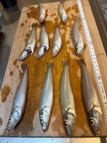 シロギスの釣果