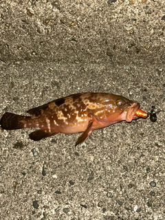 キジハタの釣果