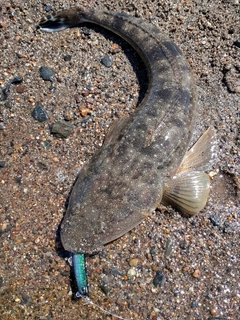 マゴチの釣果