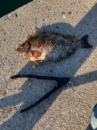 アイゴの釣果