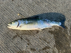 ウミサクラの釣果
